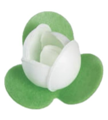 Rosellina Bianca 3 foglie pz.200 WFD