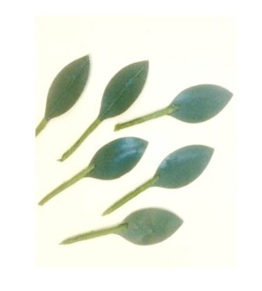 Foglie limone stelo decorativo pz.100 MFood